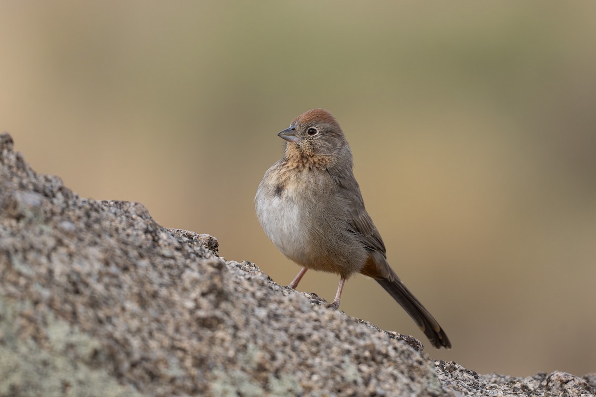 Toquí Pardo - ML645192045