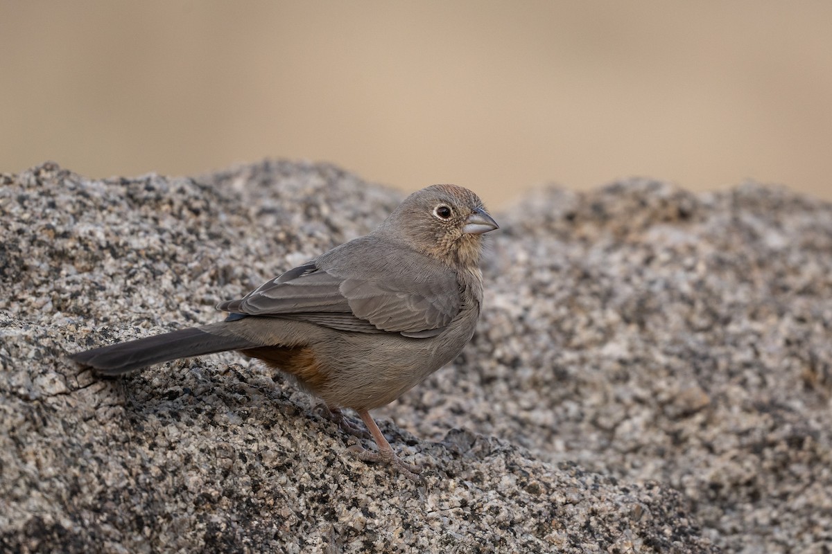 Toquí Pardo - ML645192046