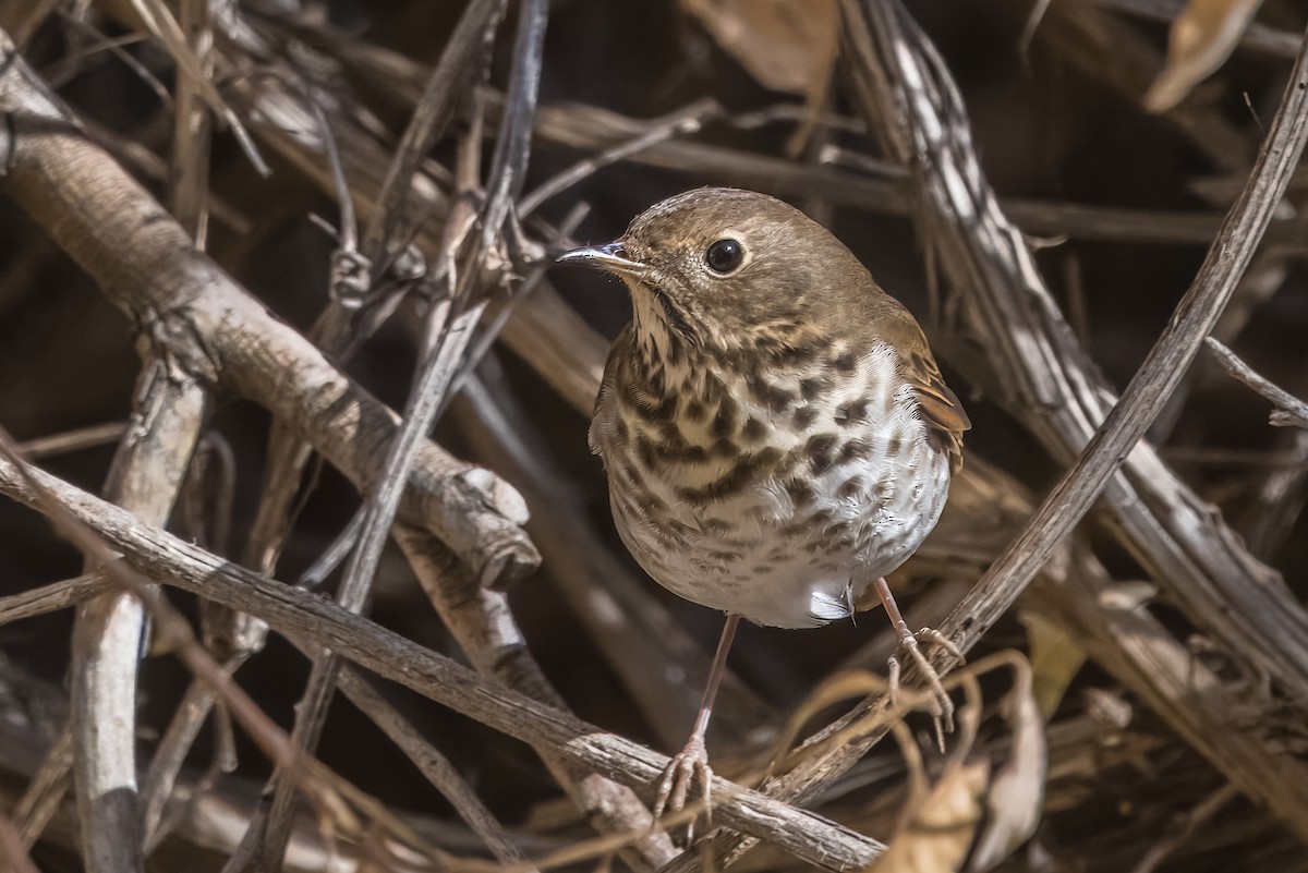 Zorzalito Colirrufo - ML645192047