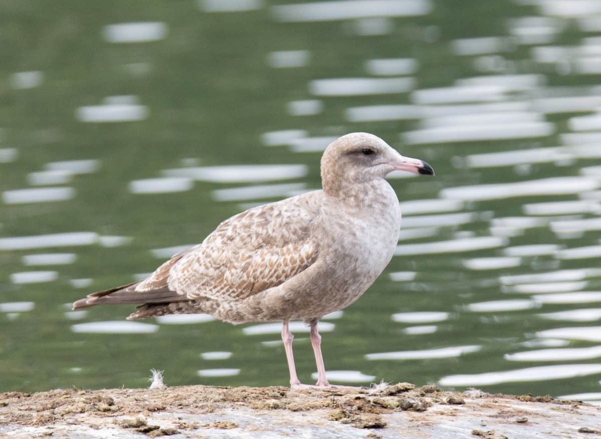 Gaviota Californiana - ML645192048