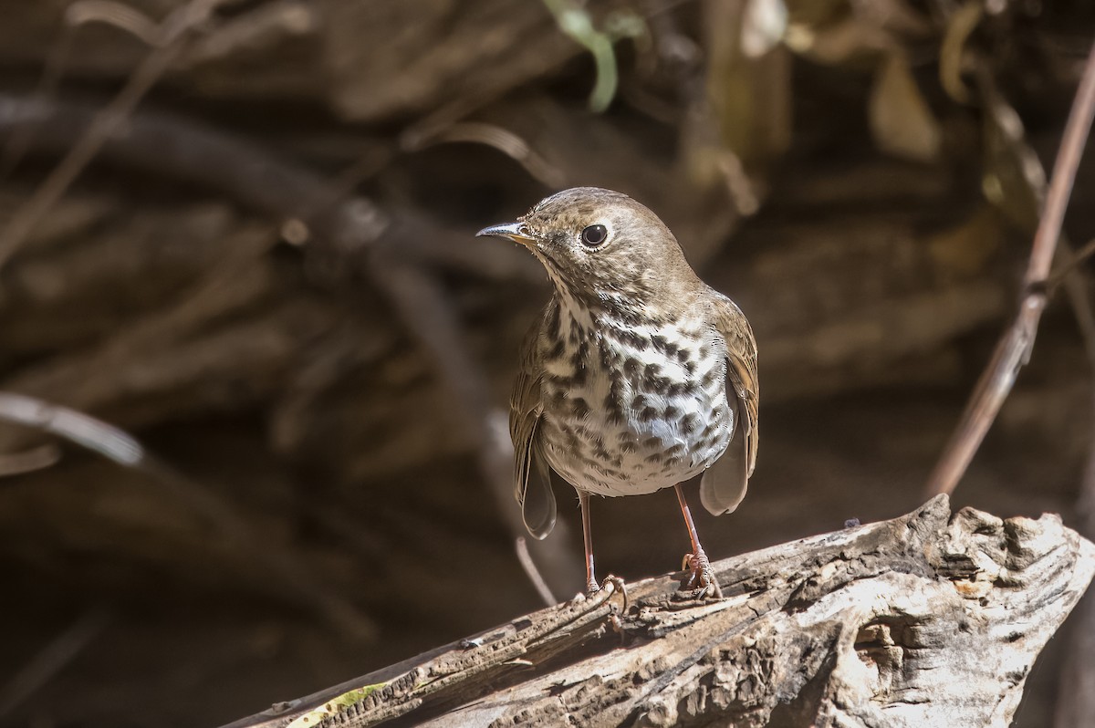 Zorzalito Colirrufo - ML645192049