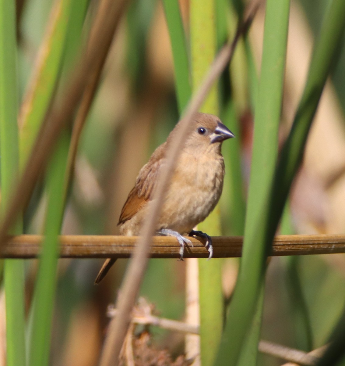 Capuchino Punteado - ML645192050