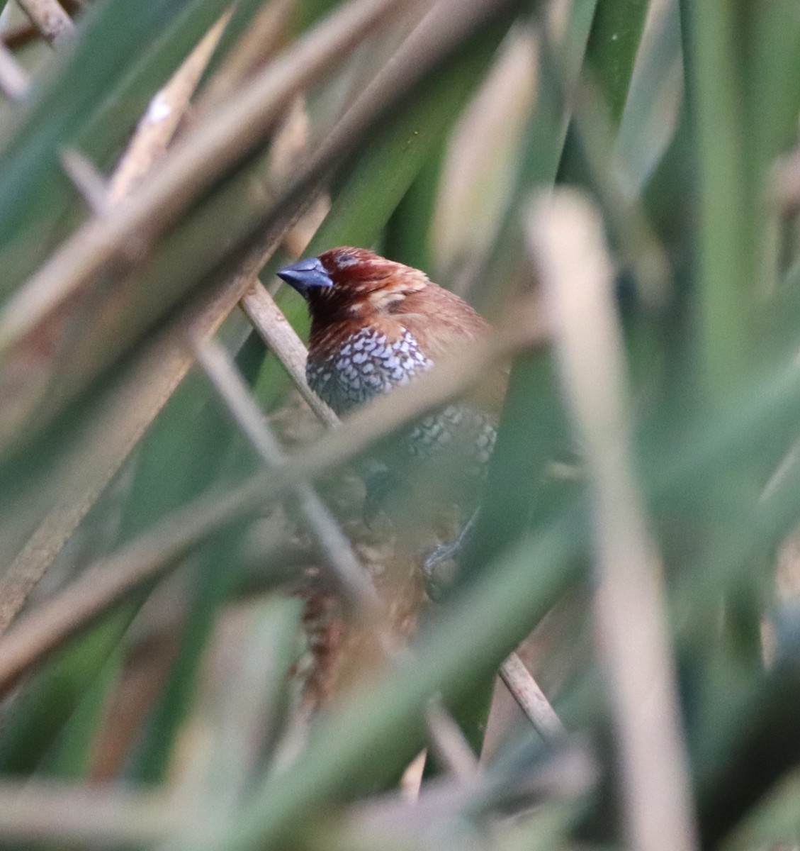 Capuchino Punteado - ML645192051