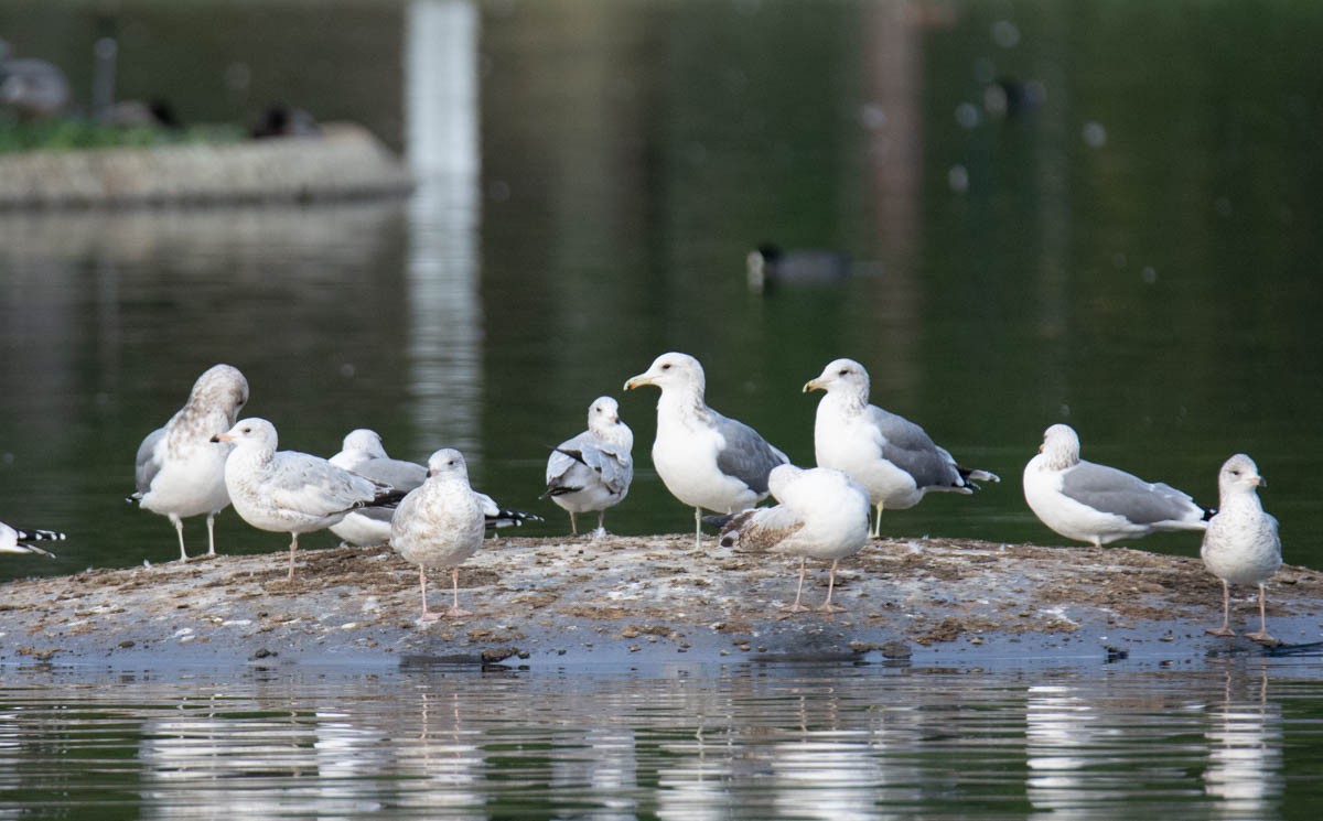 Gaviota Californiana - ML645192052