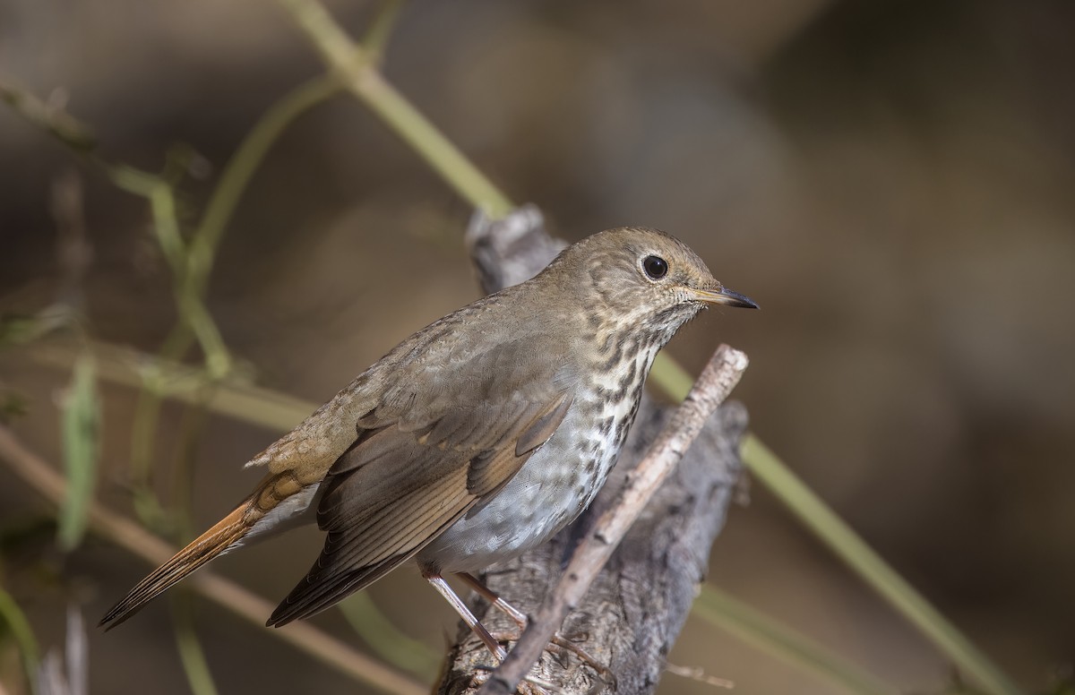 Hermit Thrush - ML645192053