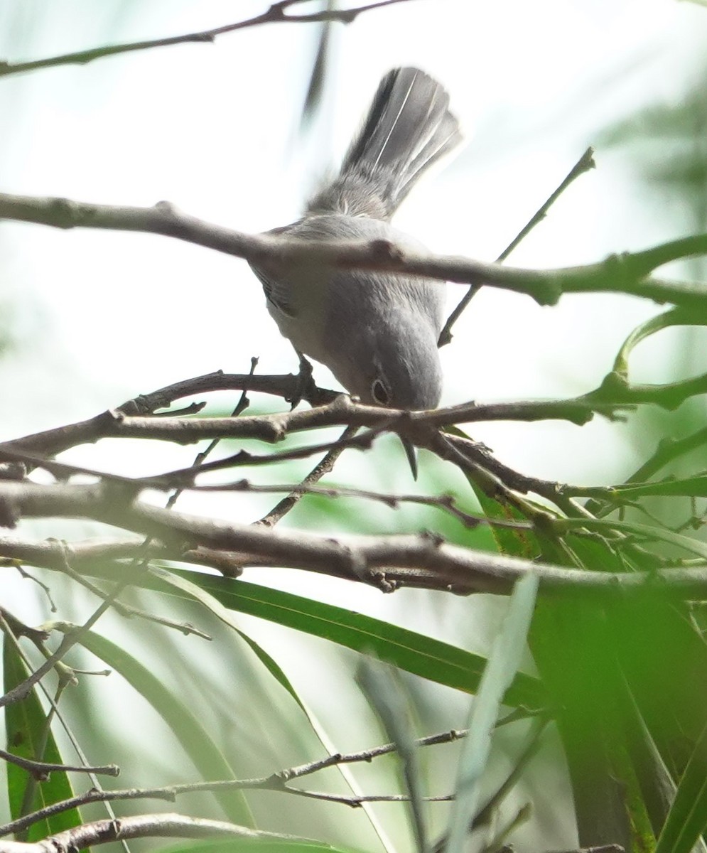 Perlita Grisilla - ML645192054