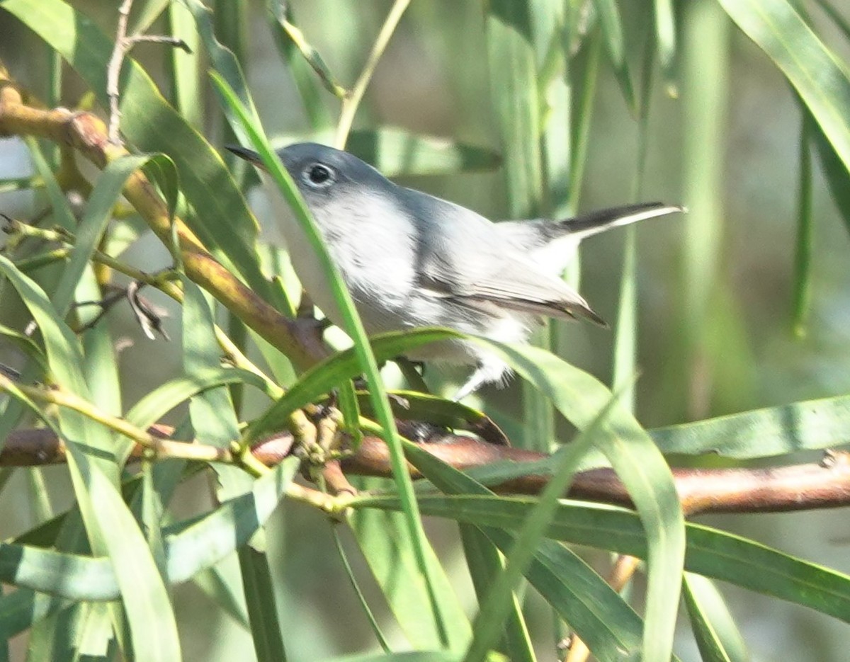 Perlita Grisilla - ML645192055