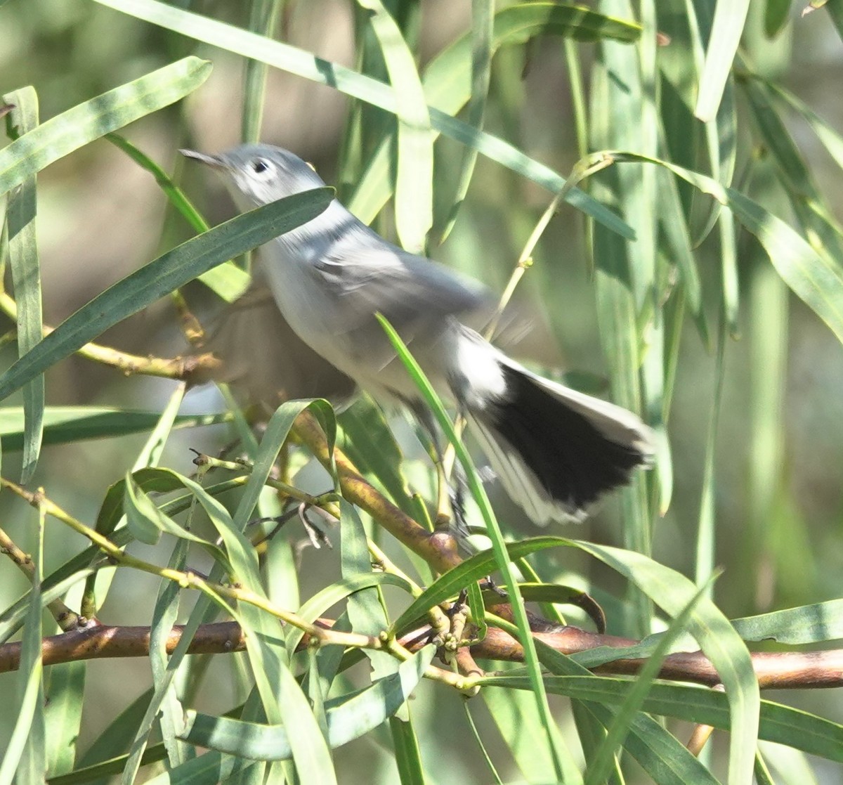 Perlita Grisilla - ML645192056