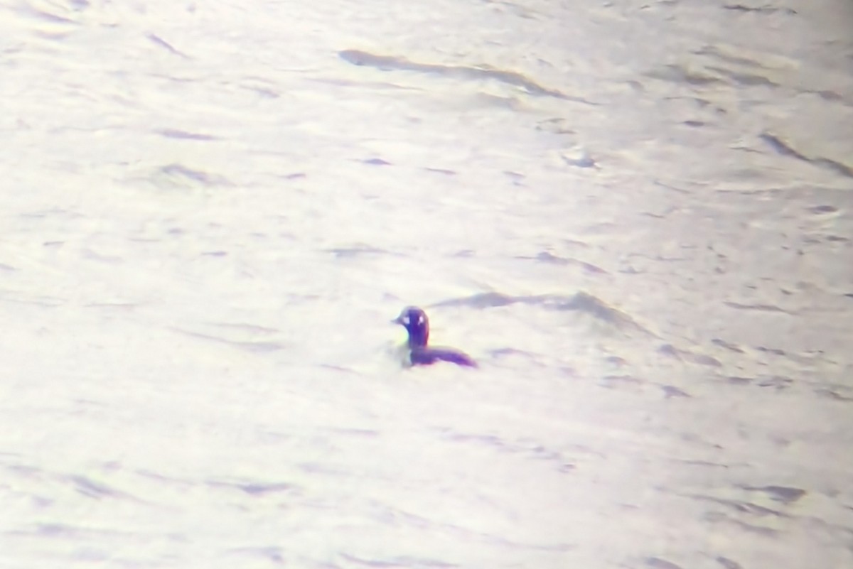 Palyaço Ördeği - ML645192060