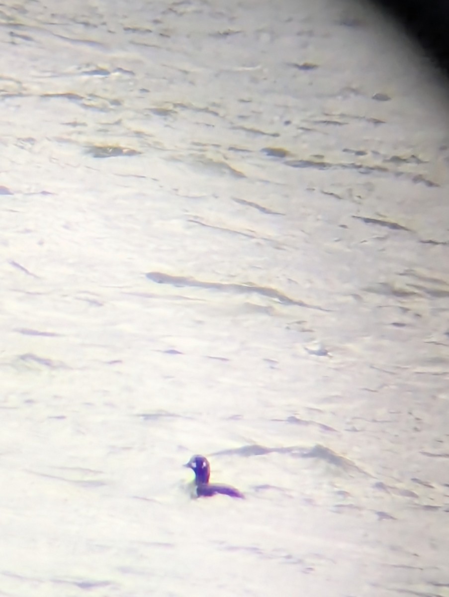 Palyaço Ördeği - ML645192061