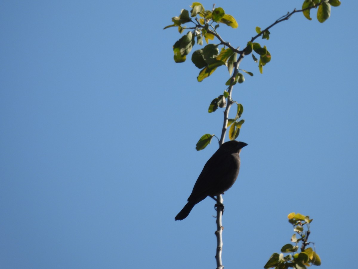 Braunkopf-Kuhstärling - ML645192064