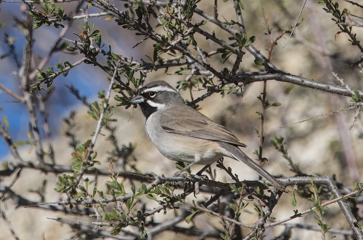 ノドグロヒメドリ - ML645192083