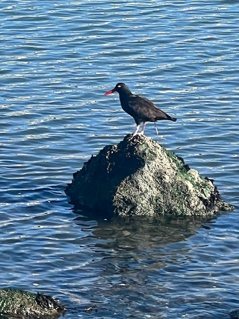 Black Oystercatcher - ML645192086
