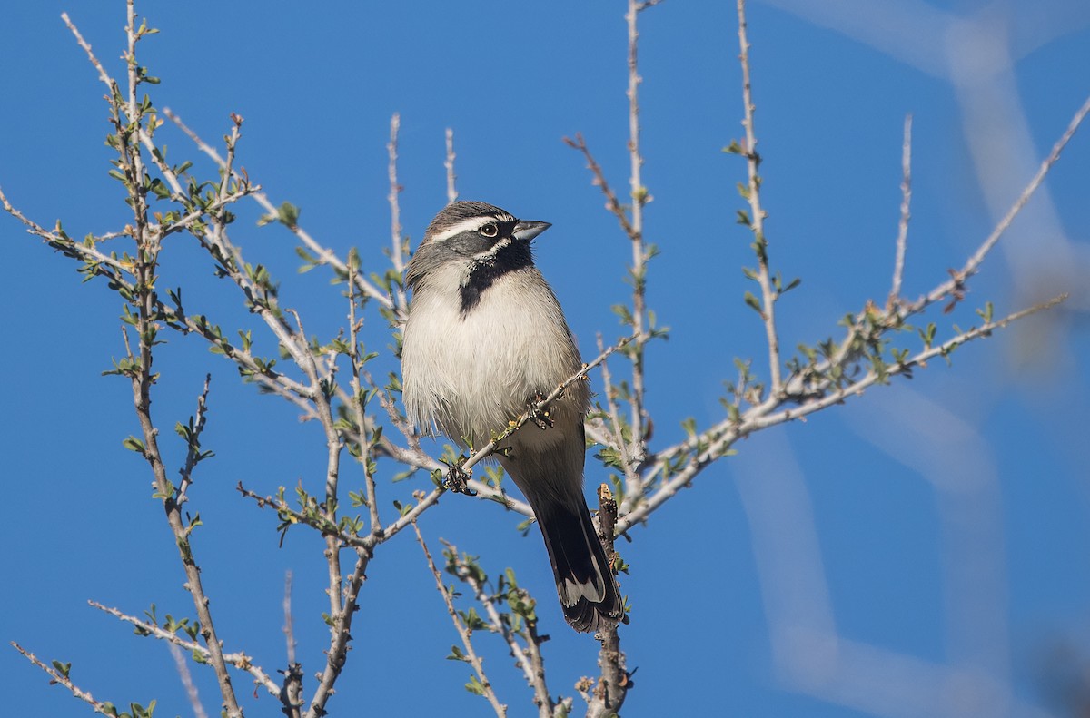 ノドグロヒメドリ - ML645192087