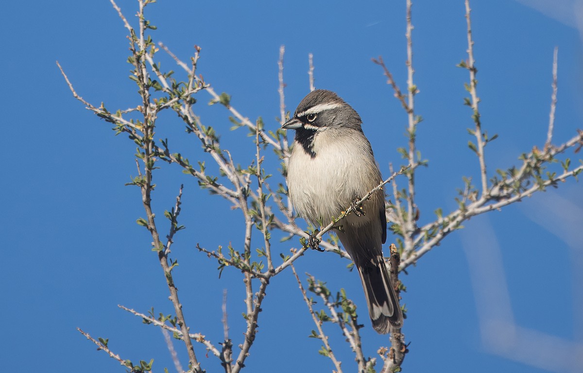 ノドグロヒメドリ - ML645192088