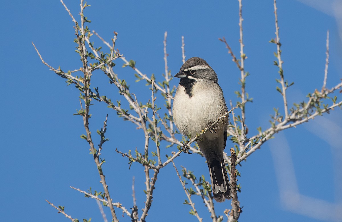 ノドグロヒメドリ - ML645192089