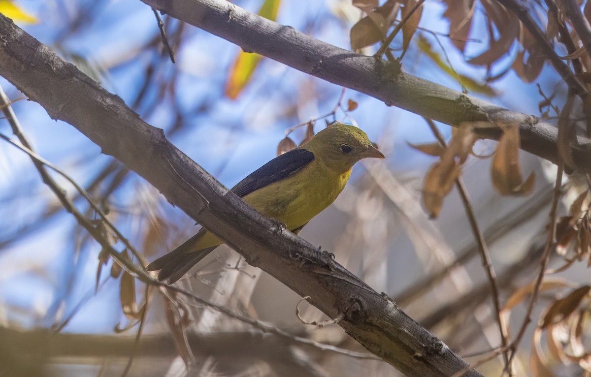 Scarlet Tanager - ML645192107