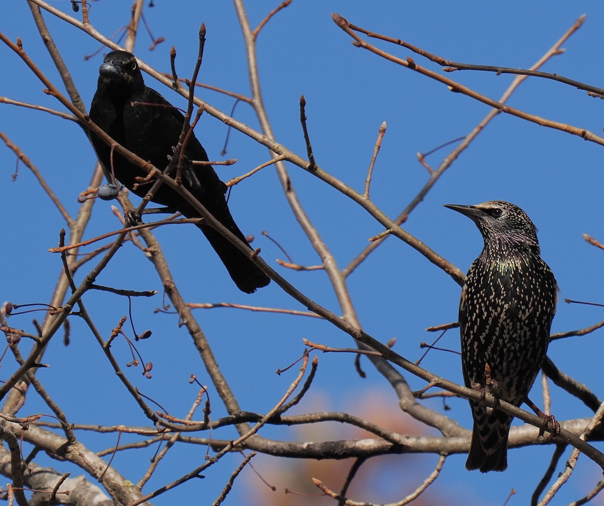 Storno - ML645192108