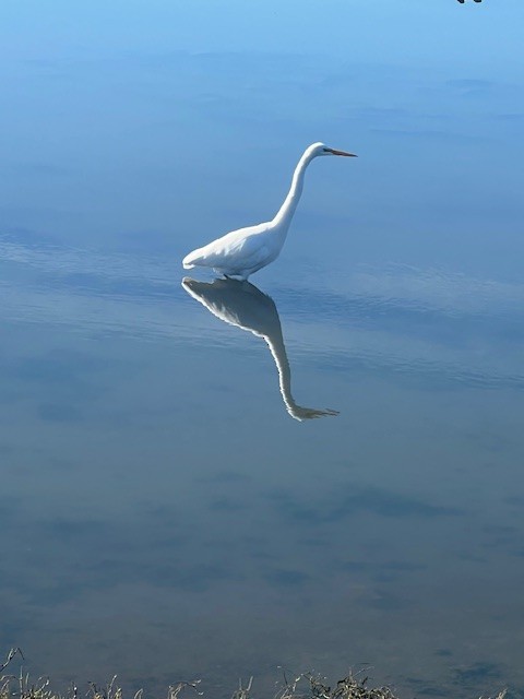 Great Egret - ML645192113