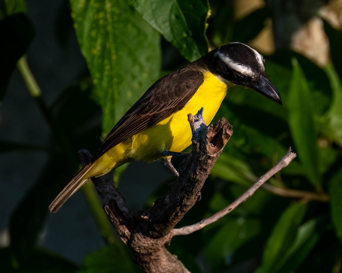 Пітанга-великодзьоб - ML645192120