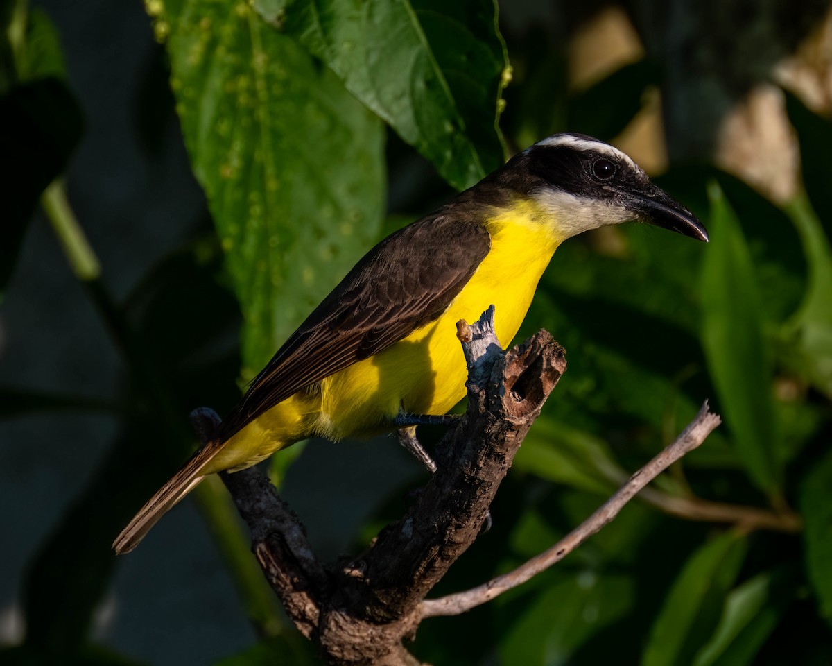 Пітанга-великодзьоб - ML645192121