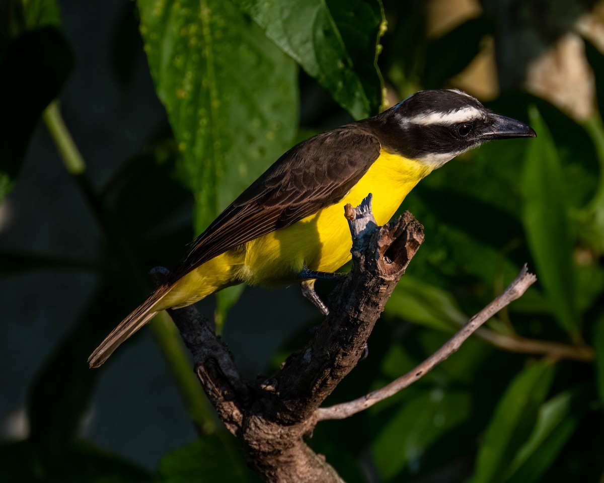 Пітанга-великодзьоб - ML645192122