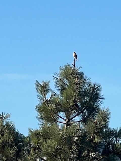 American Kestrel - ML645192124