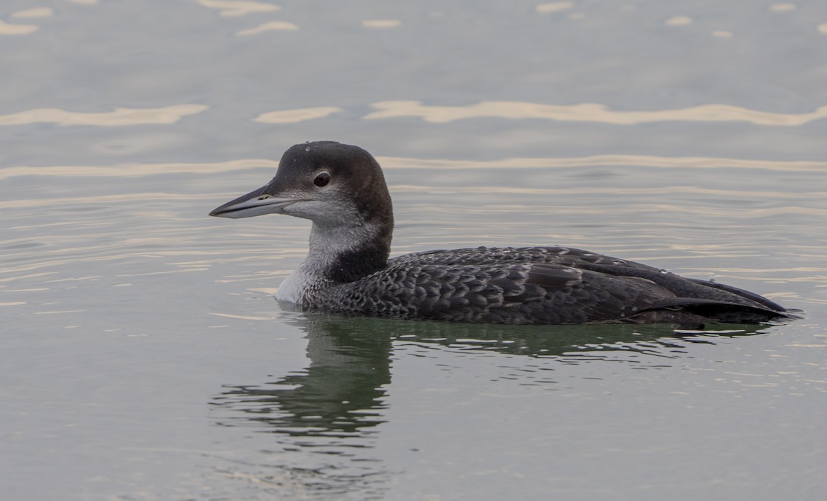 Common Loon - ML645192144