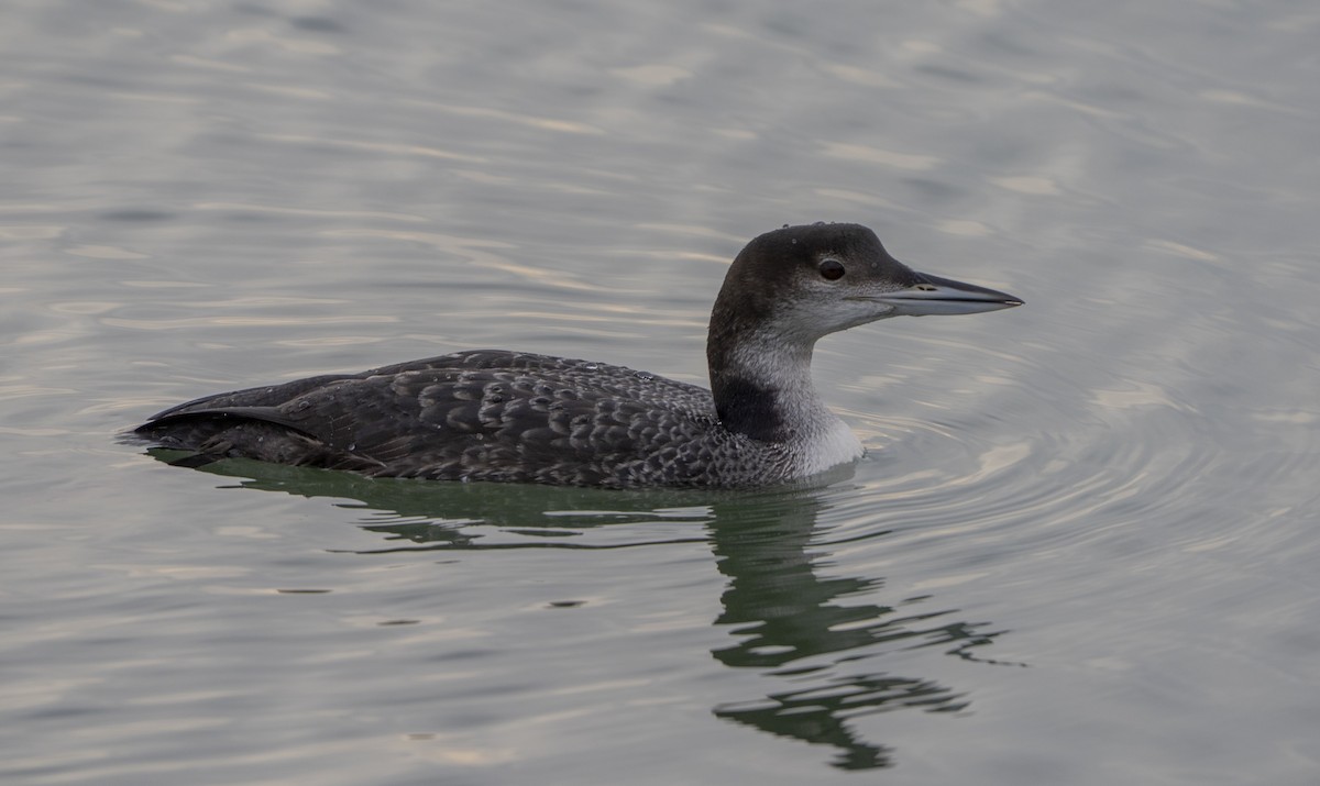 Common Loon - ML645192145