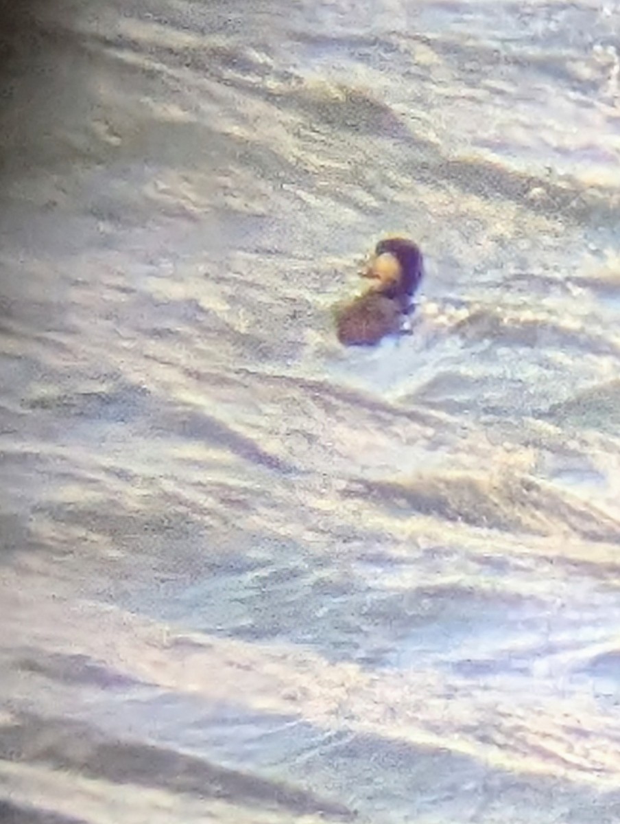 Black Scoter - ML645192152