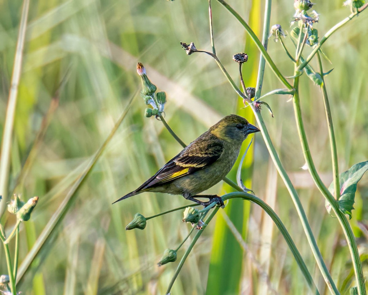 Hooded Siskin - ML645192153