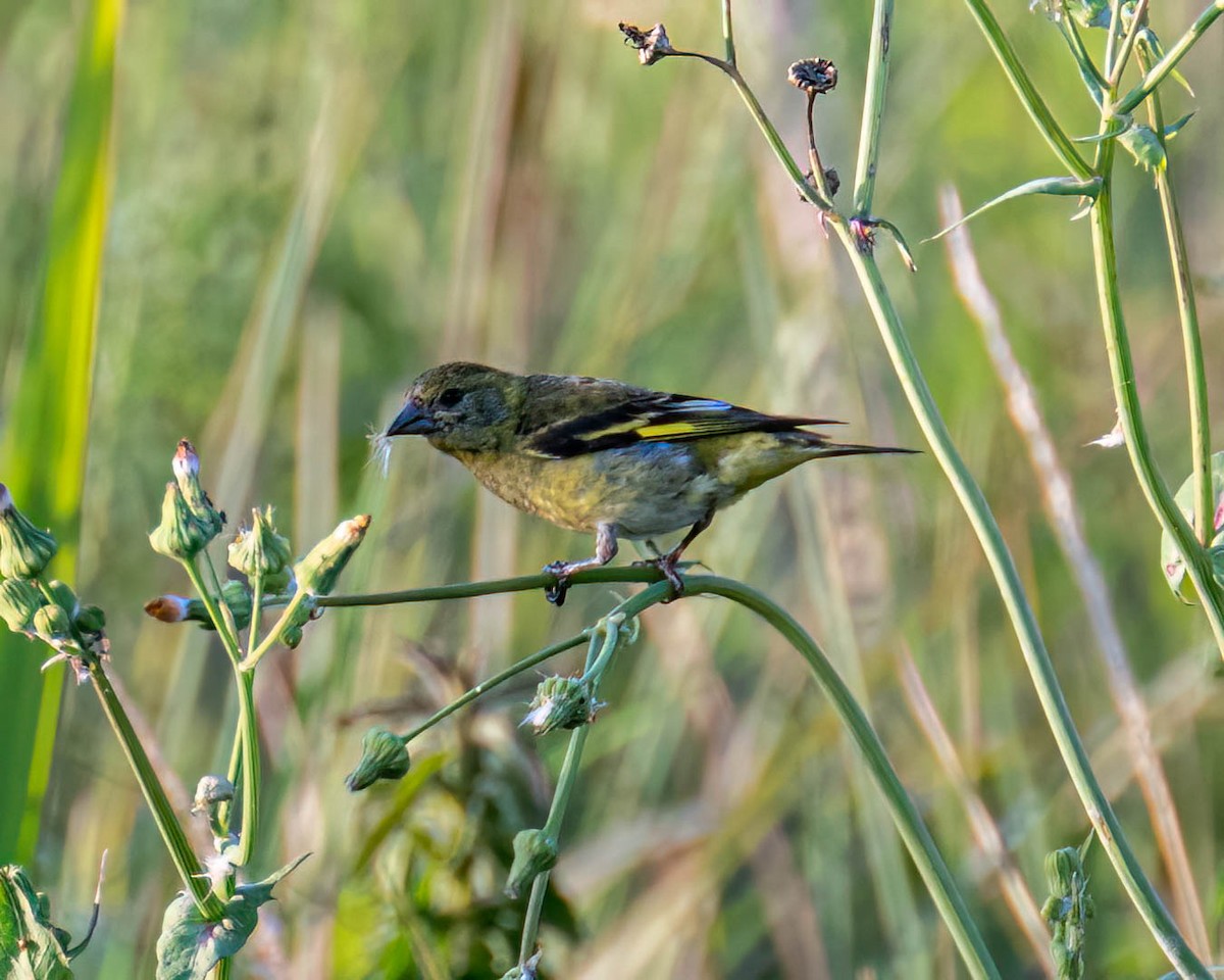 Hooded Siskin - ML645192154