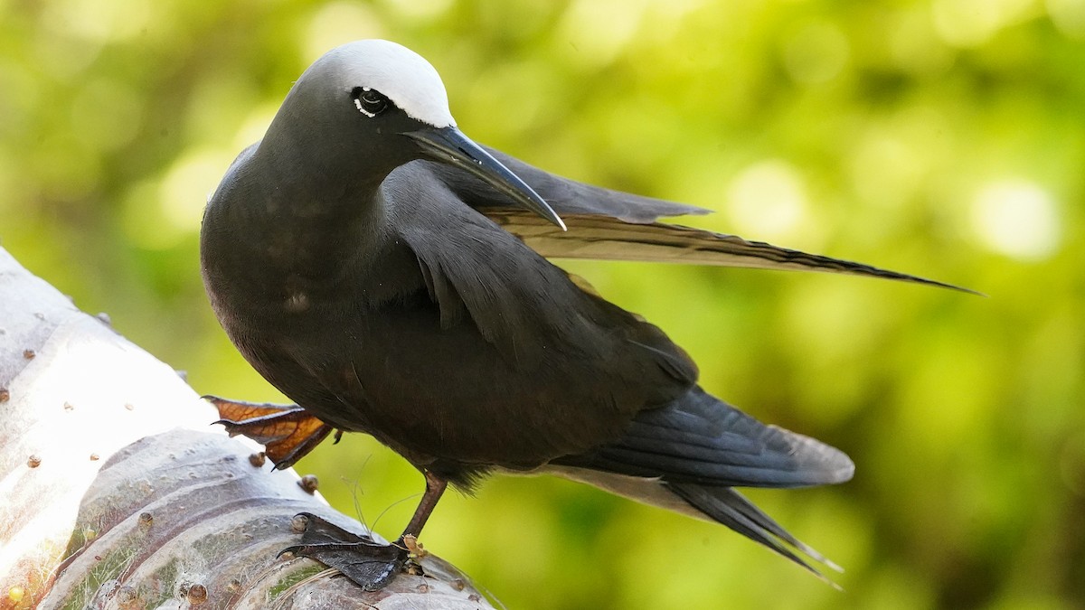 Black Noddy - ML645192160