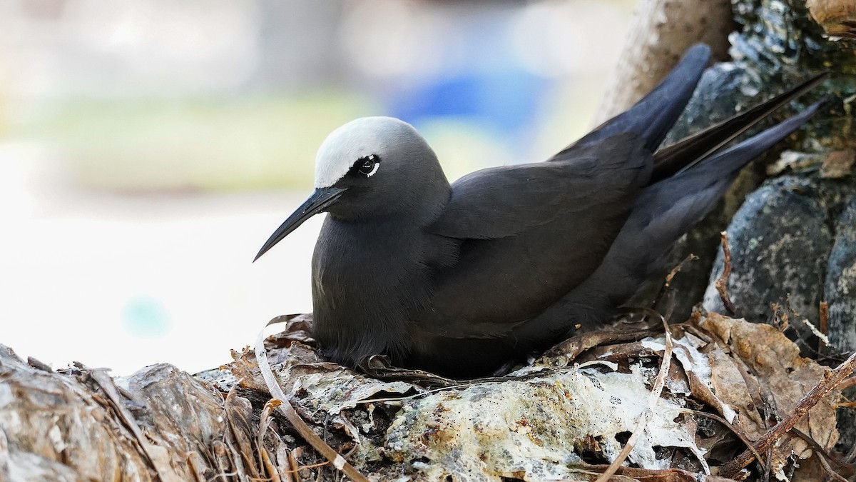 Black Noddy - ML645192161