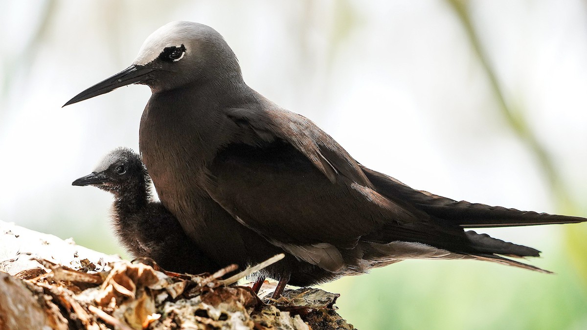 Black Noddy - ML645192162