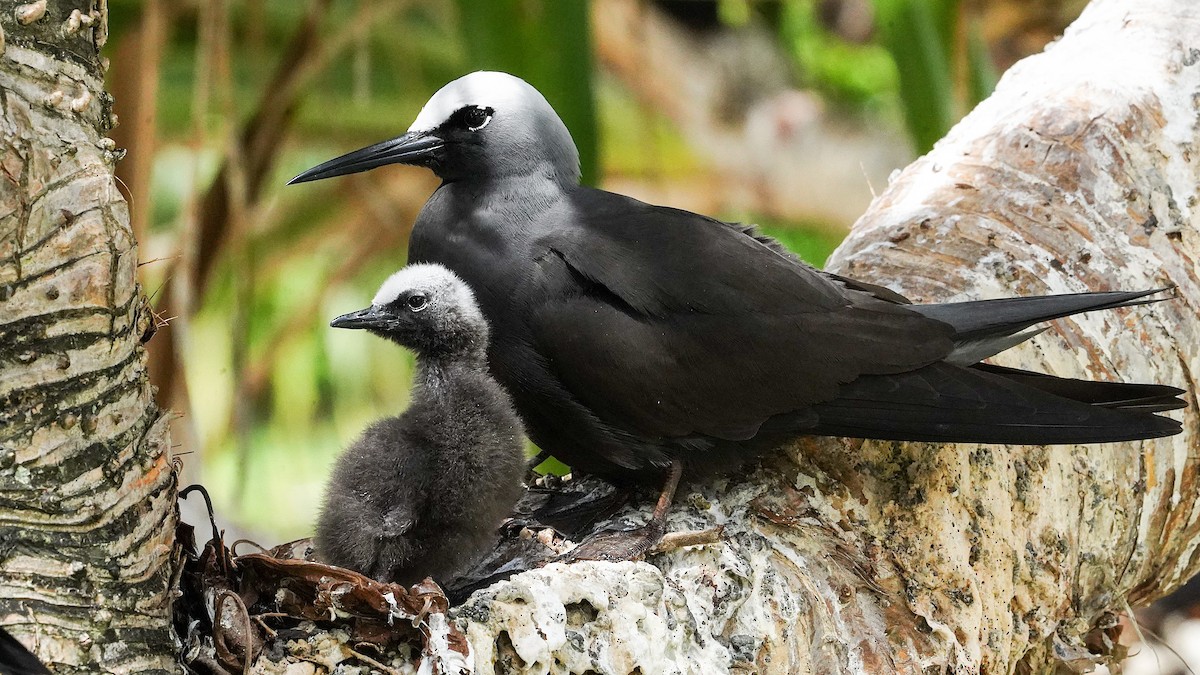 Black Noddy - ML645192164