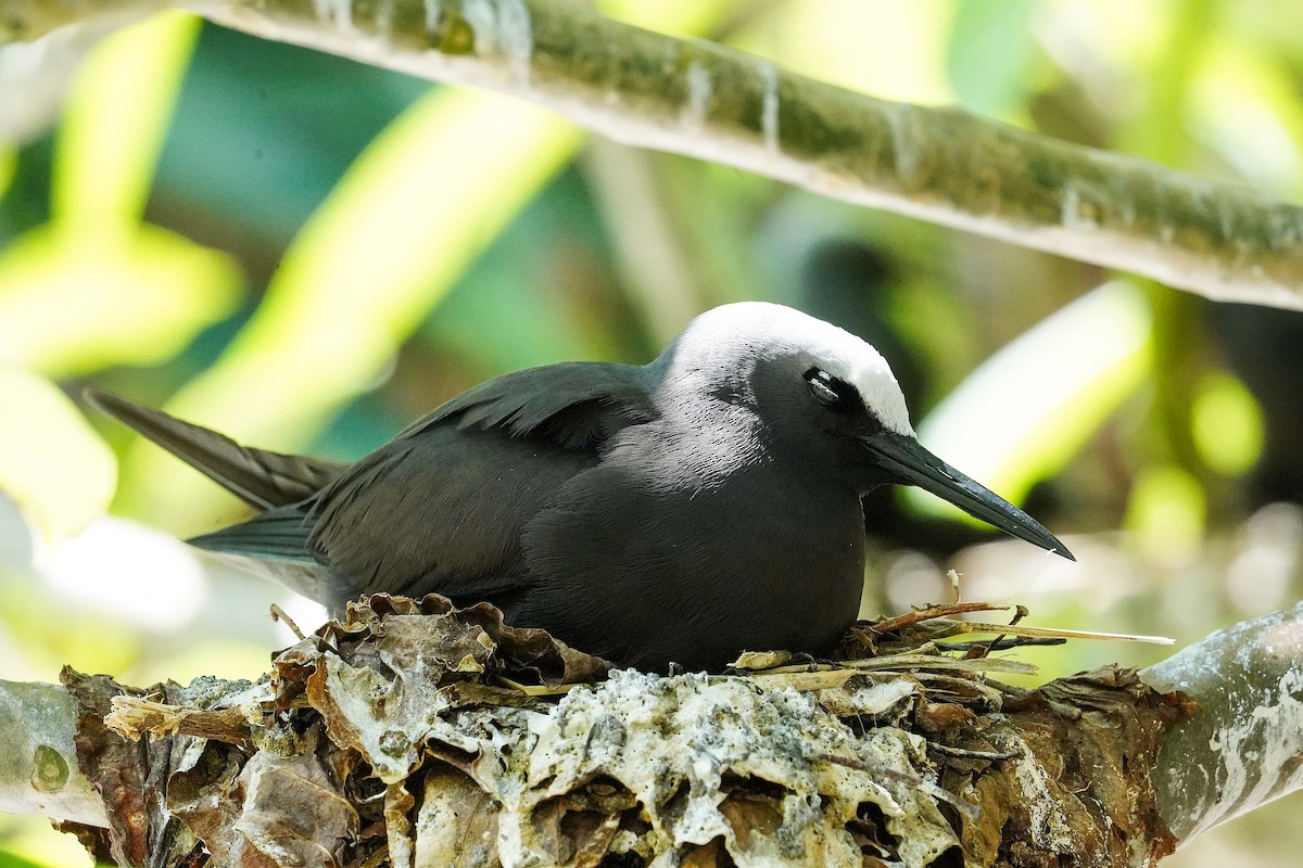 Black Noddy - ML645192165