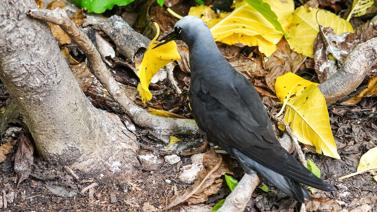 Black Noddy - ML645192166