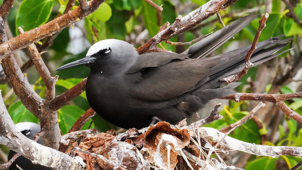 Black Noddy - ML645192167