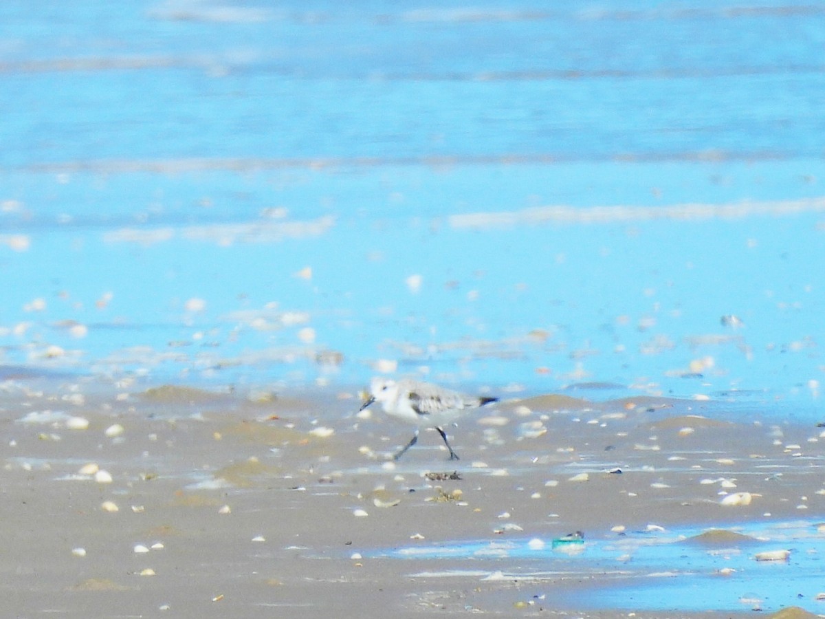 Txirri zuria - ML645192168