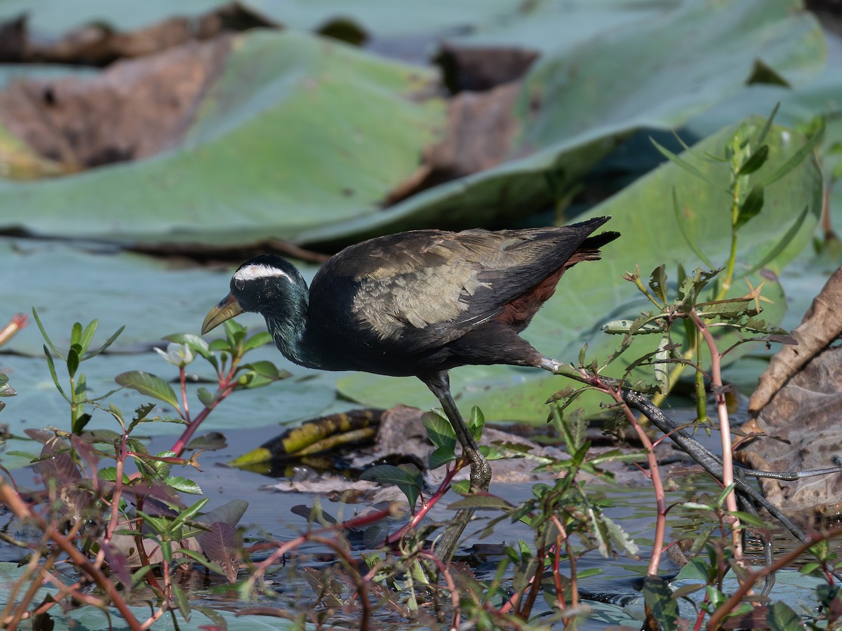 Bronze-winged Jacana - ML645192173