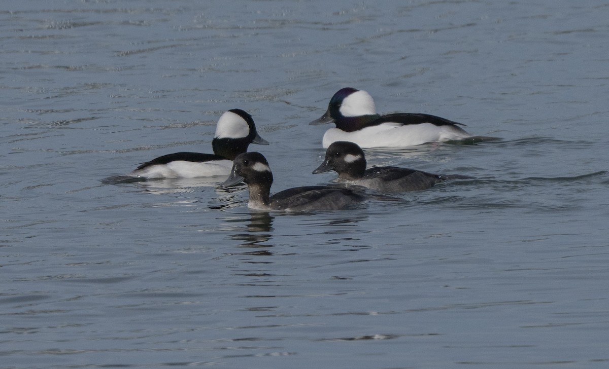 Bufflehead - ML645192182