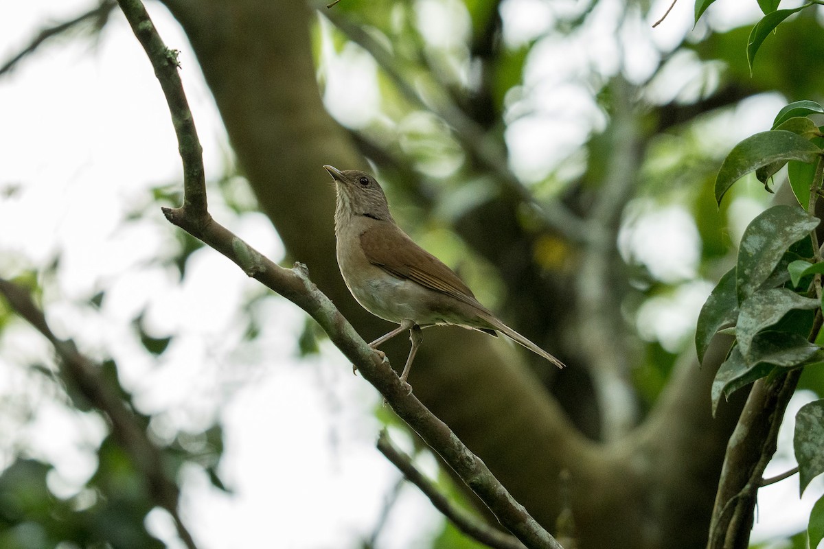 Pale-breasted Thrush - ML645192186