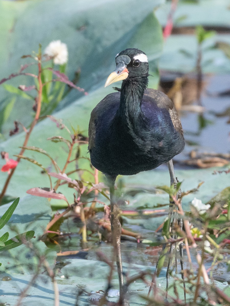 Bronze-winged Jacana - ML645192187