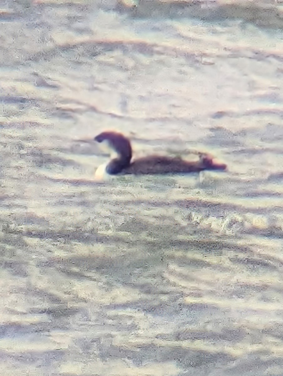 Common Loon - ML645192218