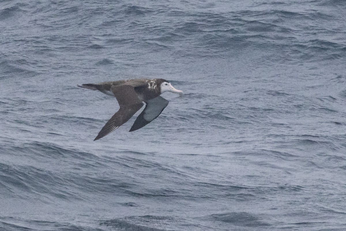 Antipodean Albatross (New Zealand) - ML645192237
