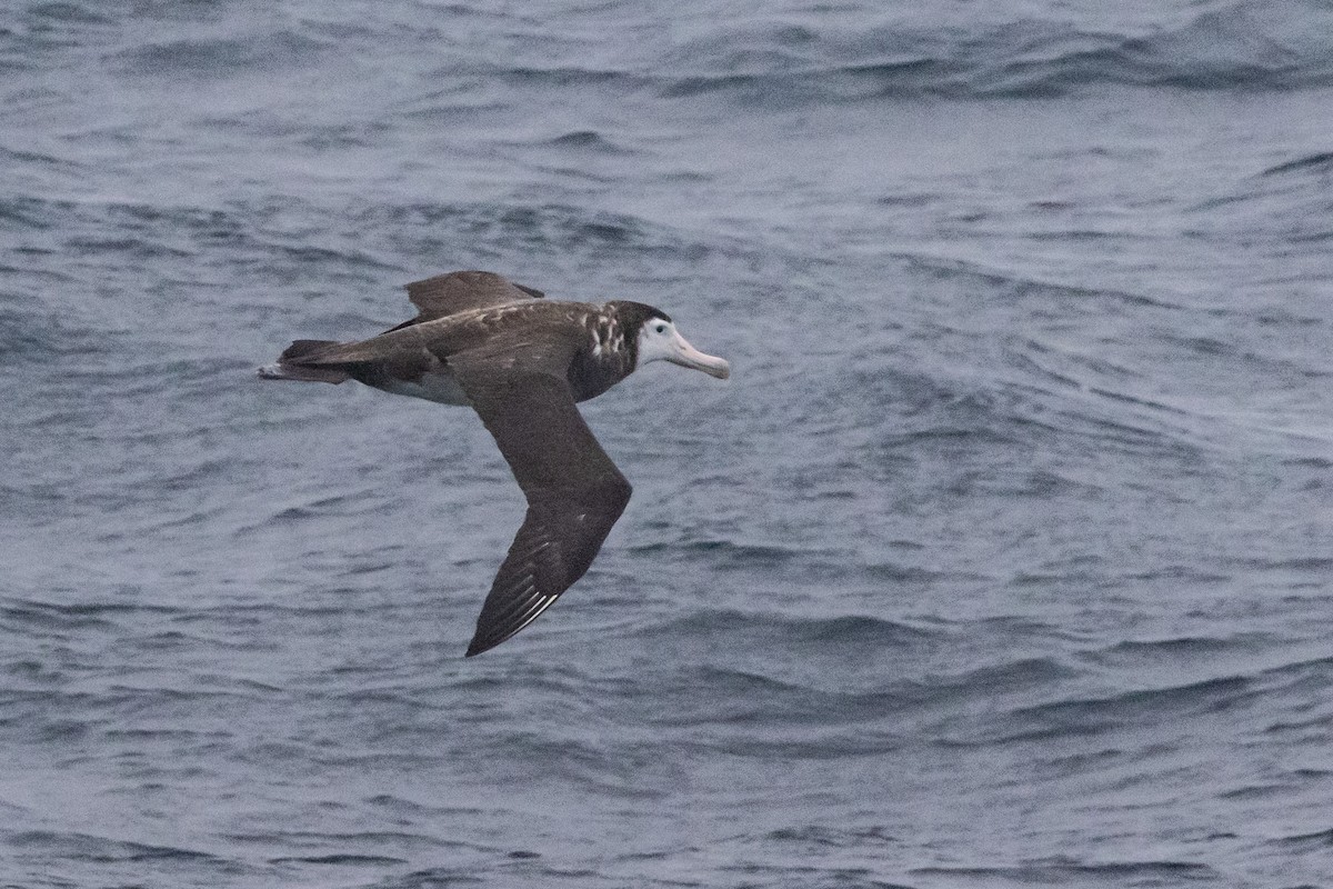 Antipodean Albatross (New Zealand) - ML645192238
