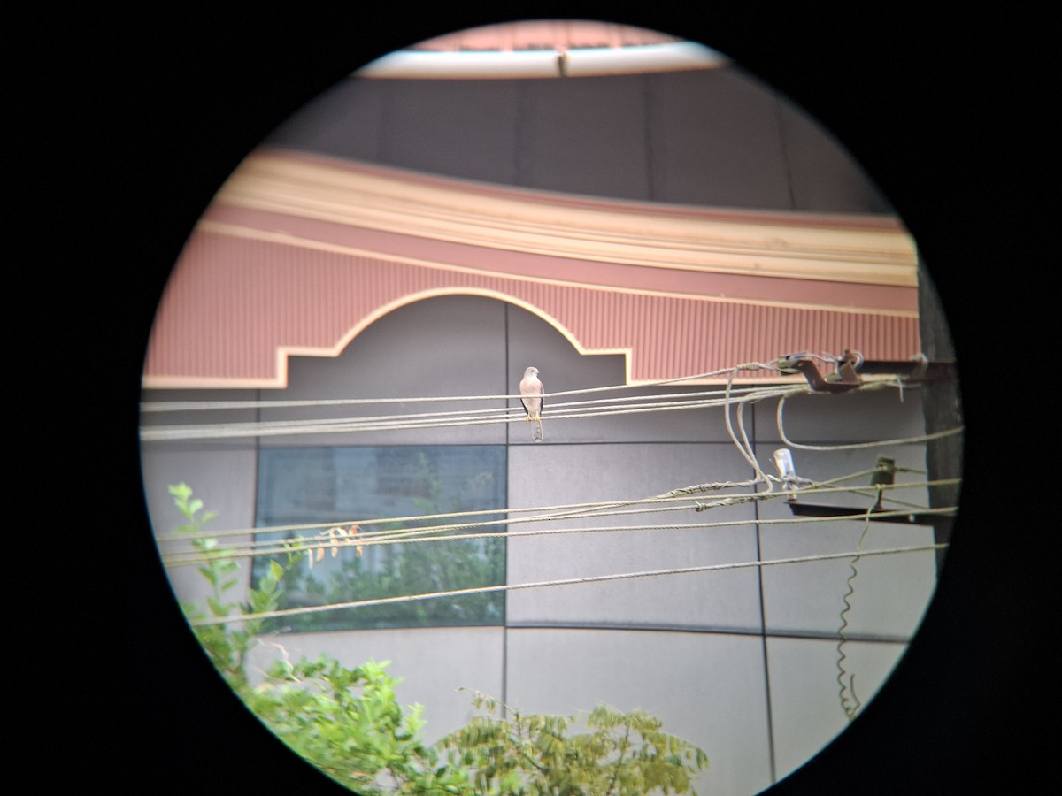 Shikra - ML645192245