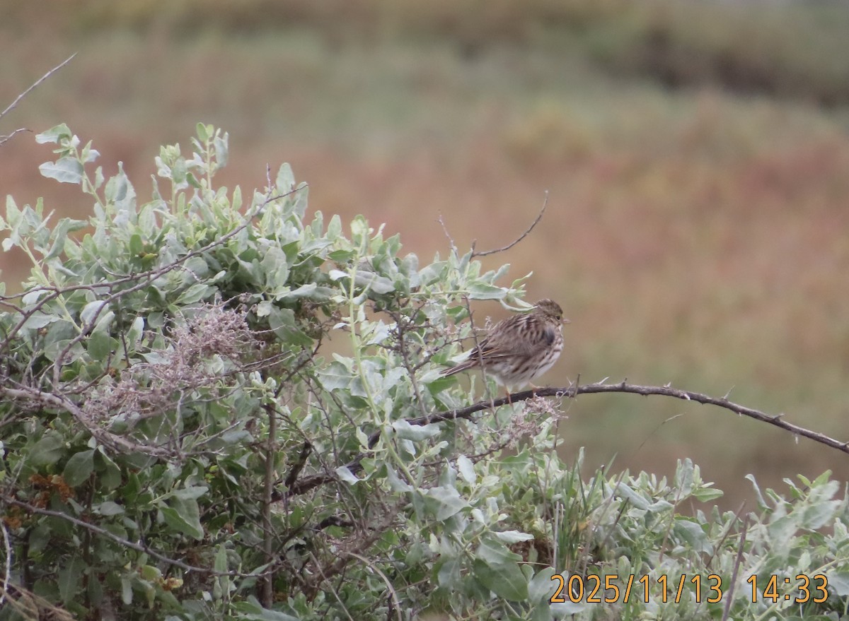 Пасовник савановий [група guttatus] - ML645192258
