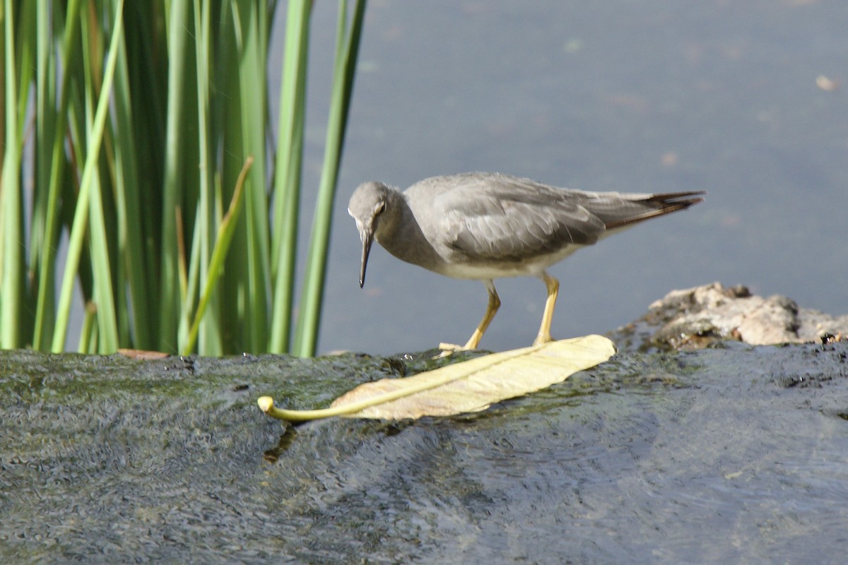 Wandering Tattler - ML645192269